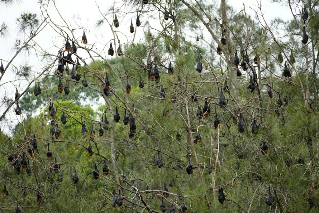 A dense group of flying foxes hanging upside down from branches in a forest setting.