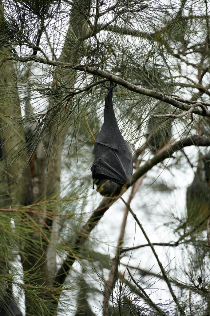 Close-up of a lone bat hanging upside down from a tree branch in a forest setting.